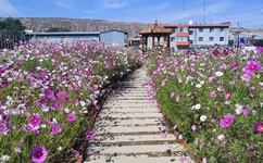 李小璐激情视频